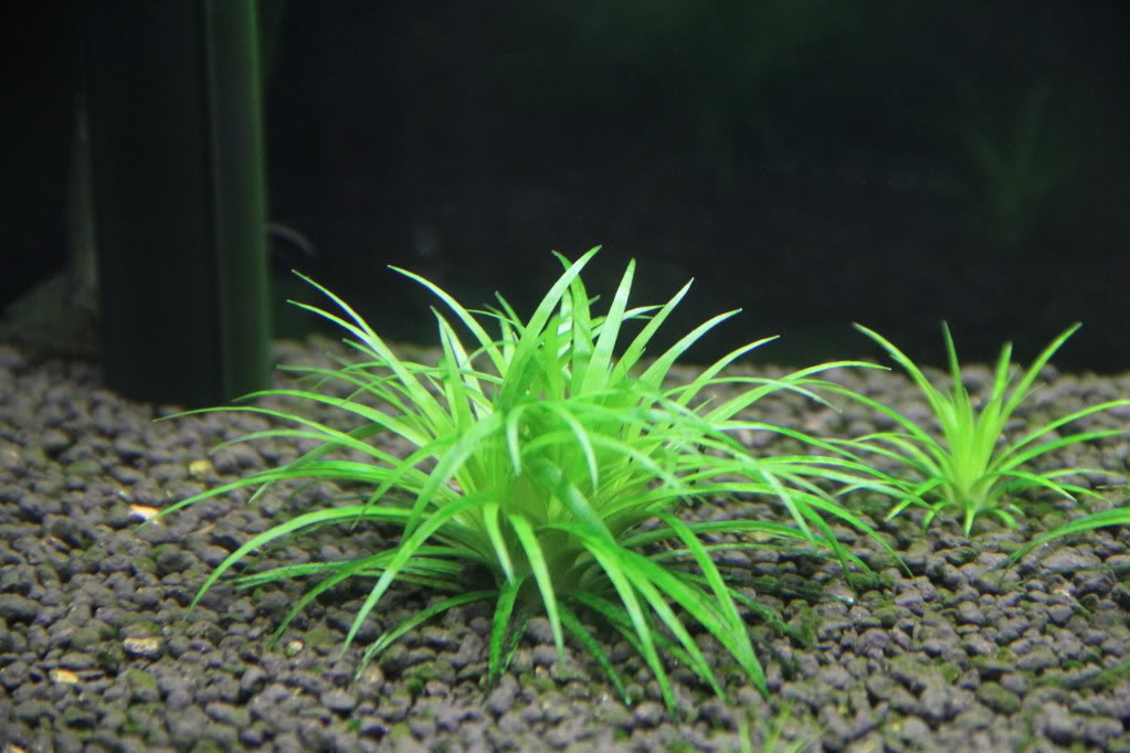 Eriocaulon parkeri - Plants & Shrimps!