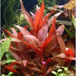 Alternanthera reineckii var. roseafolia