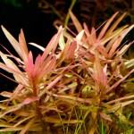 Ammania gracilis