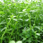 Bacopa monnieri