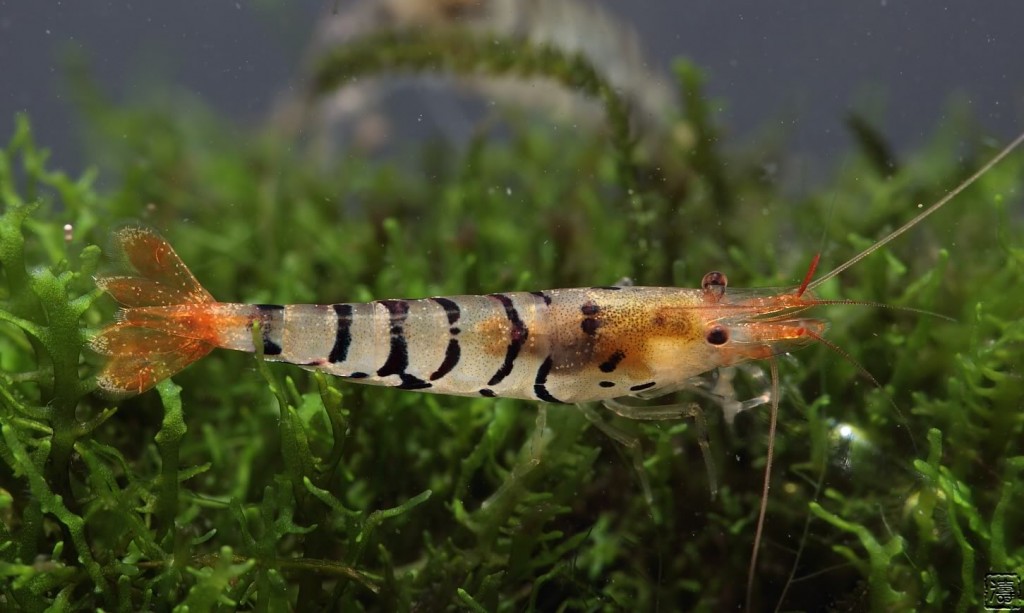 Tiger Shrimp