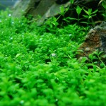 Hemianthus Callitrichoides