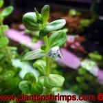 Lindernia Rotundifolia Variegated