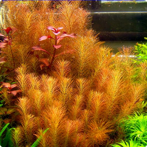 Rotala-Wallichii