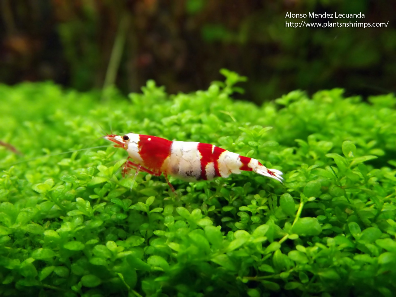Crystal Red Shrimp (Caridina cantonensis sp. "Red") Acuatica Plants