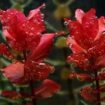 Rotala Macrandra