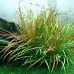 Blyxa Japonica