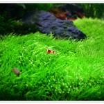 Utricularia graminifolia