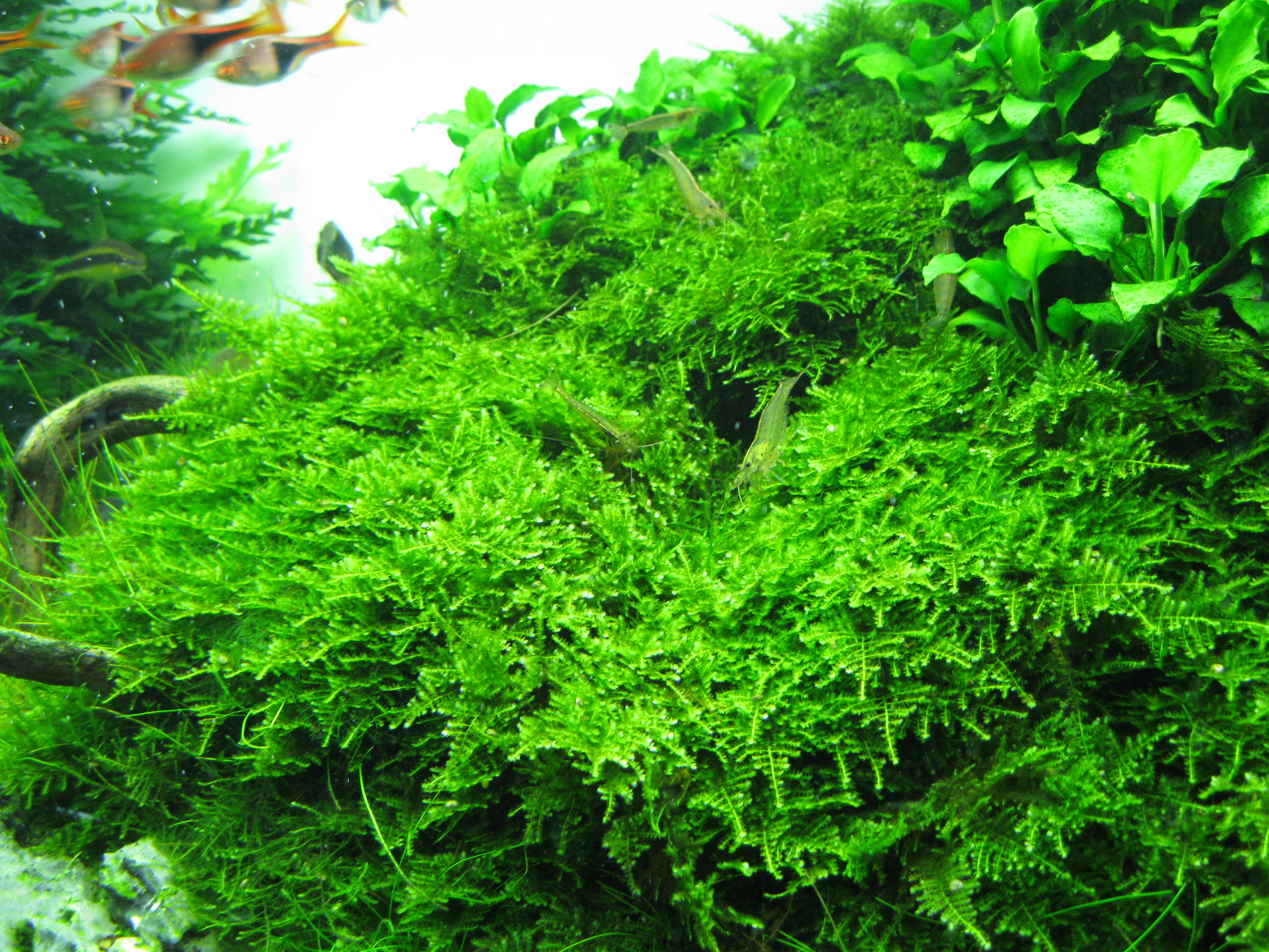 Christmas moss (Vesicularia montagnei) - Plants & Shrimps!