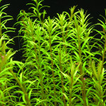Rotala Mexicana Araguaia