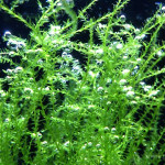 Stringy Moss (Leptodictyum riparium)