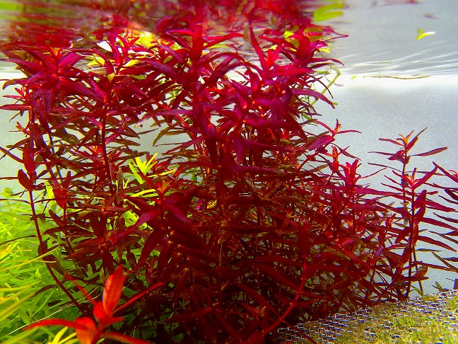 Rotala Butterfly