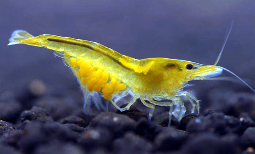 yellow_shrimp_female