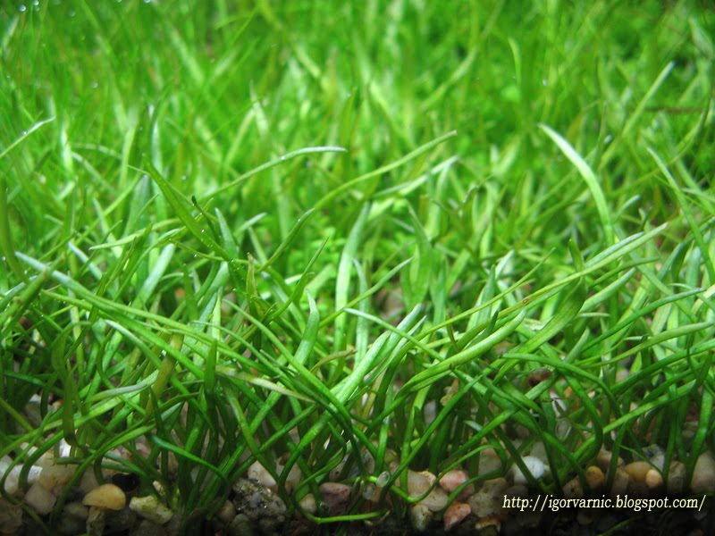 Lilaeopsis brasiliensis Plants & Shrimps