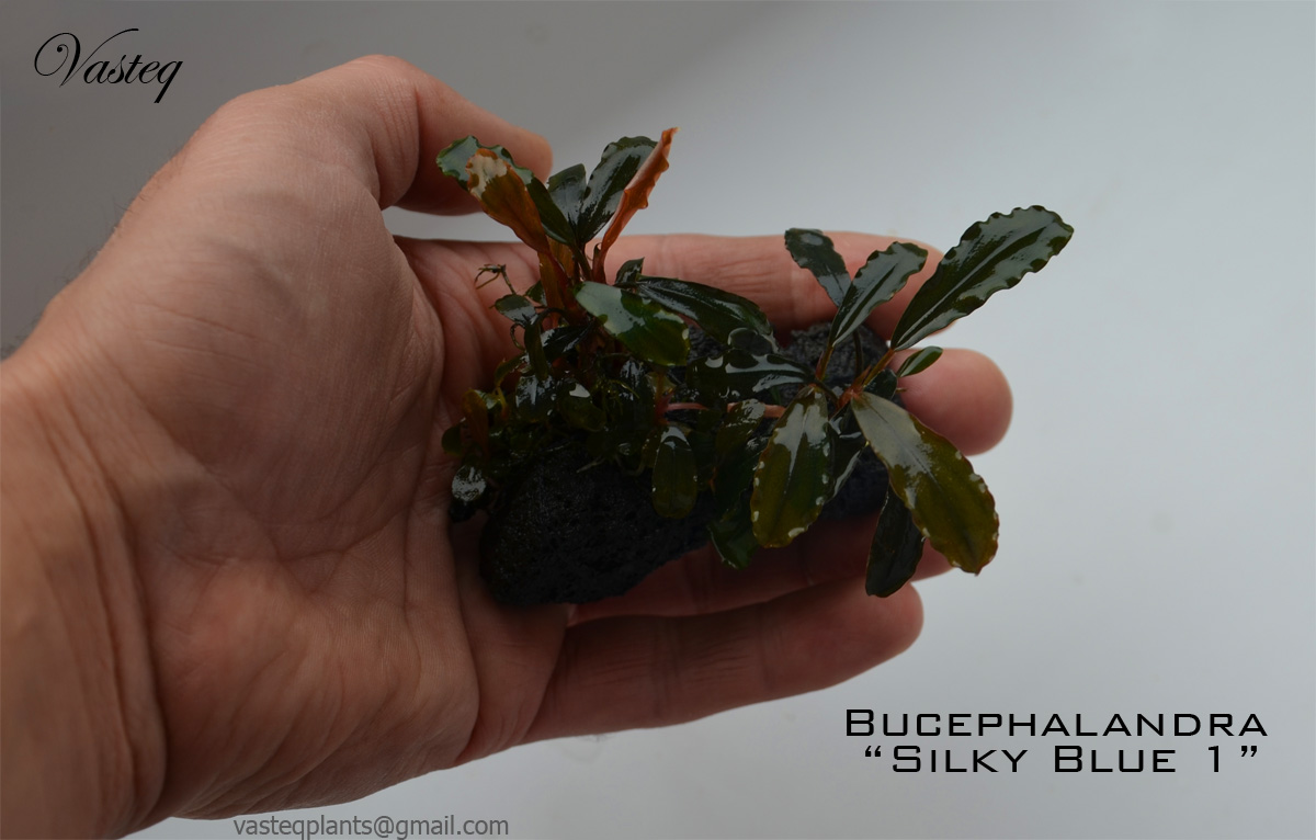 Bucephalandra 'Silky Blue 1'