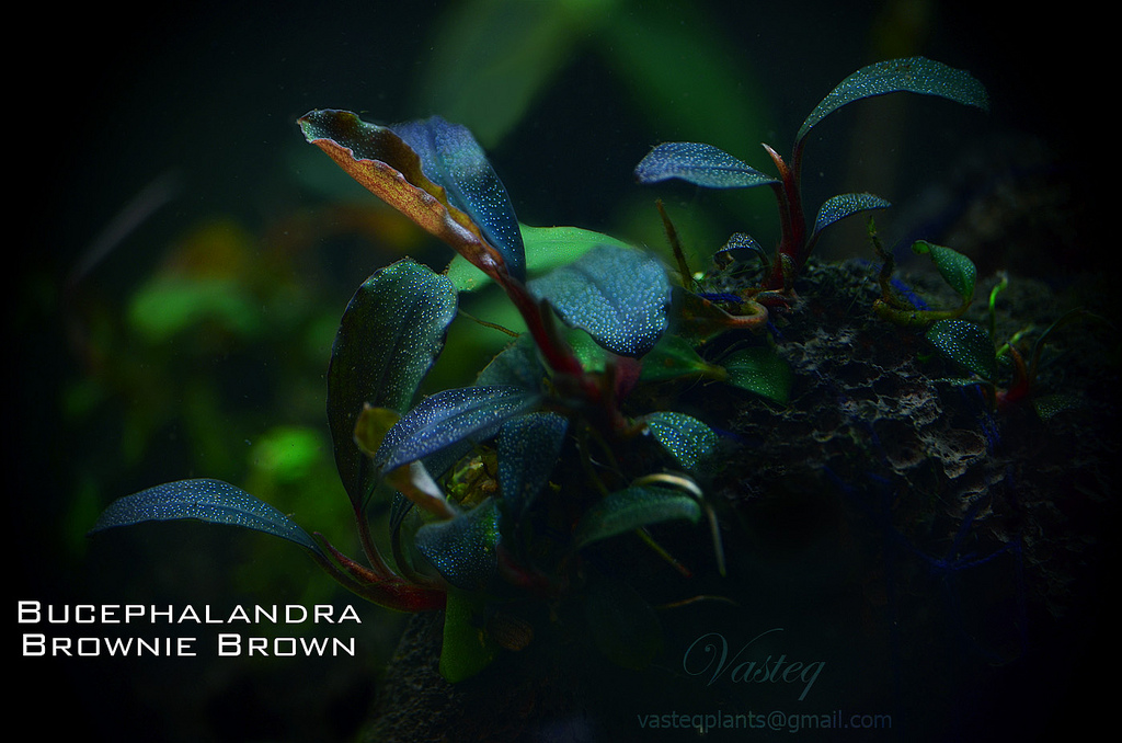Bucephalandra 'Brownie Brown'