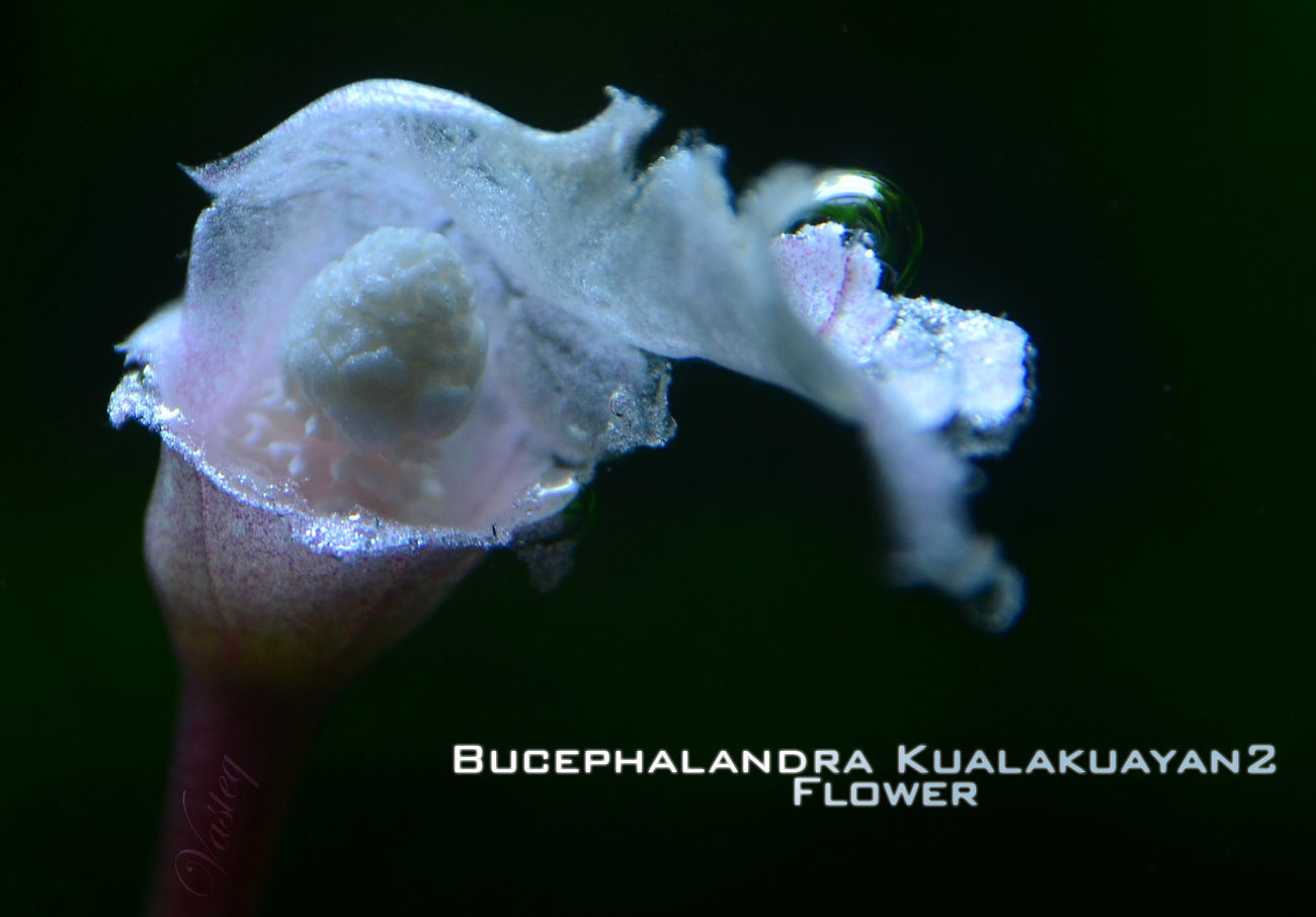 Bucephalandra Sp. - Plants & Shrimps