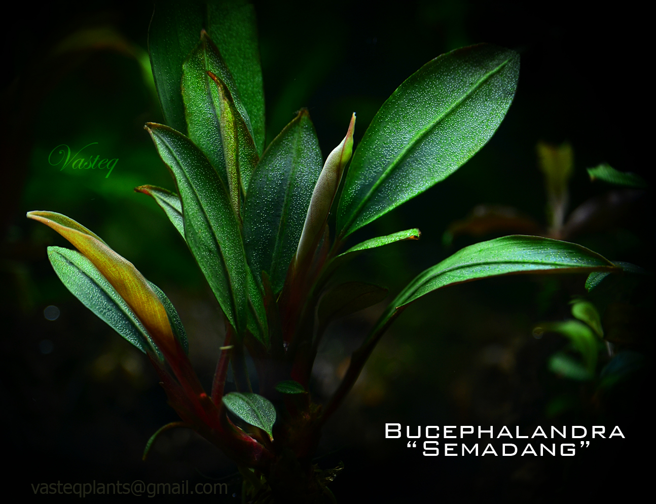 Bucephalandra Sp. - Plants & Shrimps