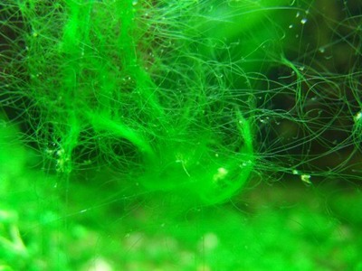 Algas filamentosas