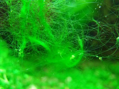 Escuchando familia entidad Alga verde filamentosa - Plants & Shrimps!