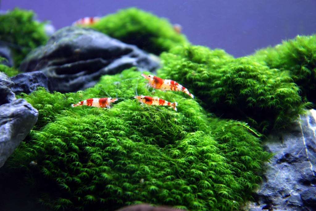 Fissidens Fontanus - Plants & Shrimps