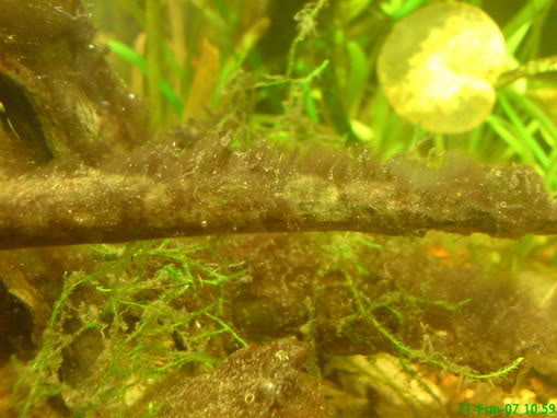 alga marrones