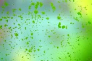 green-spot-algae-300x201